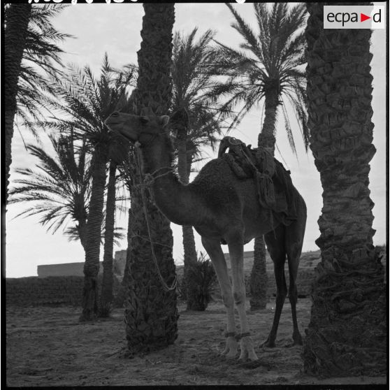 Dromadaire dans la palmeraie de Tindouf.