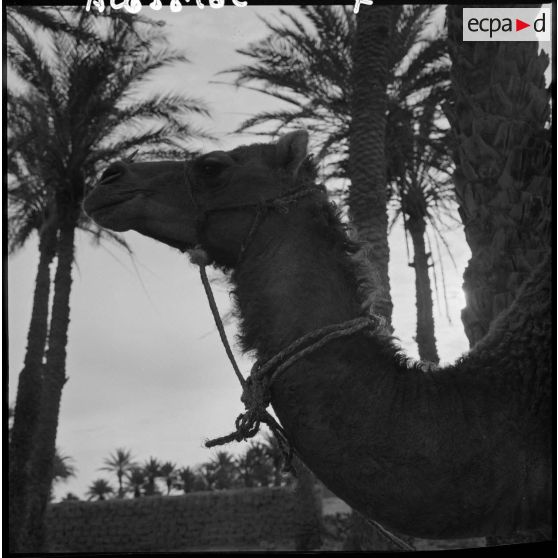 Un dromadaire dans la palmeraie de Tindouf.