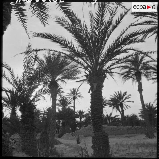 La palmeraie de Tindouf.