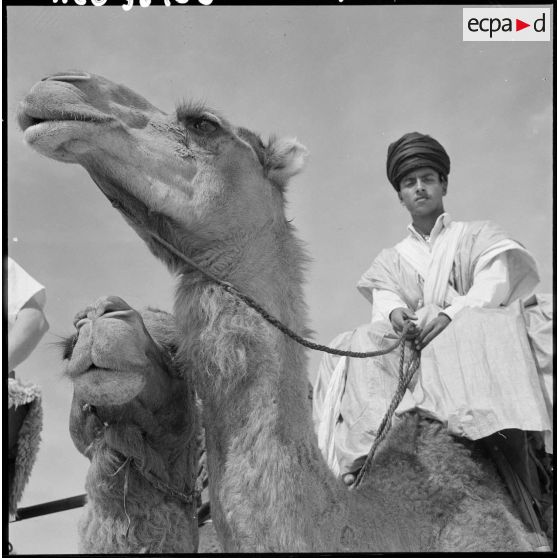 Portrait d'un homme de la compagnie méhariste du DRA sur son dromadaire.