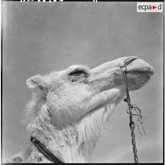 Dromadaire de la compagnie méhariste du Dra.