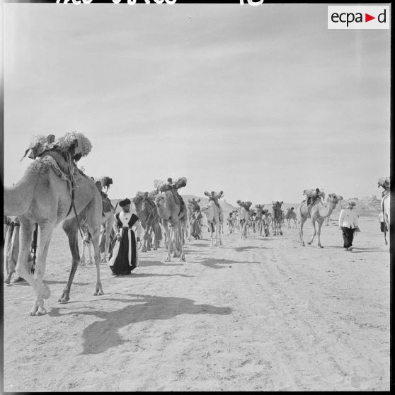 Convoi de la compagnie méhariste du Dra, les hommes et leurs dromadaires.