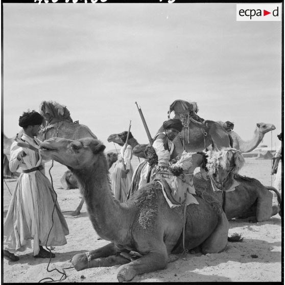 La Compagnie méhariste du Dra fait une hatle.