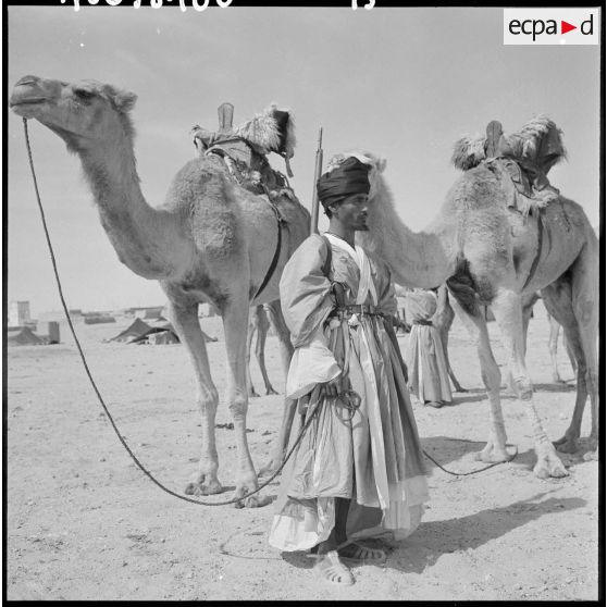 Un méhariste Reguibat de la compagnie méhariste du Dra, avec ses dromadaires.