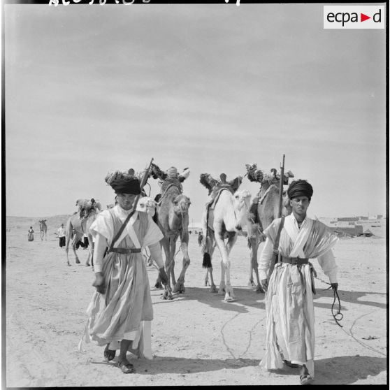 Jeunes méharistes Reguibat de la compagnie méhariste du Dra avec leurs dromadaires.