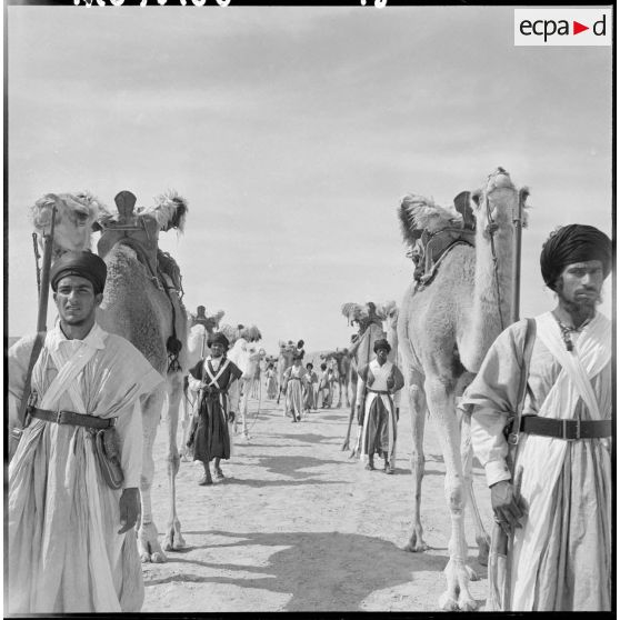 Convoi de méharistes de la tribu Reguibat de la compagnie méhariste du Dra avec leurs dromadaires.