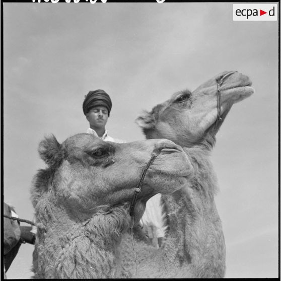 Un homme de la compagnie méhariste du DRA sur son dromadaire.