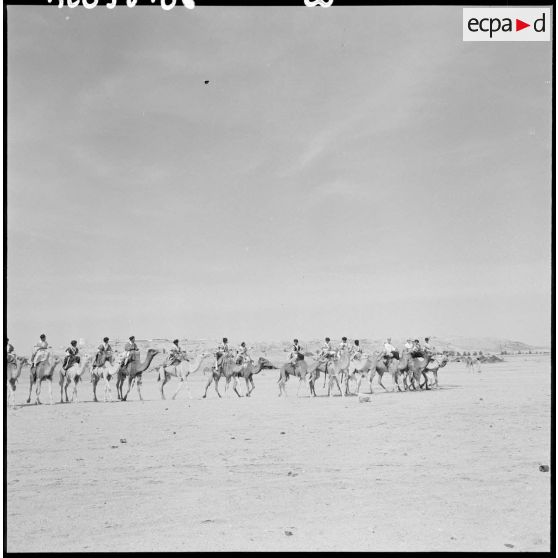 Convoi de méharistes de la tribu Reguibat de la compagnie méhariste du Dra avec leurs dromadaires.