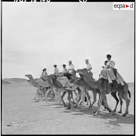 Convoi de méharistes de la tribu Reguibat de la compagnie méhariste du Dra avec leurs dromadaires.