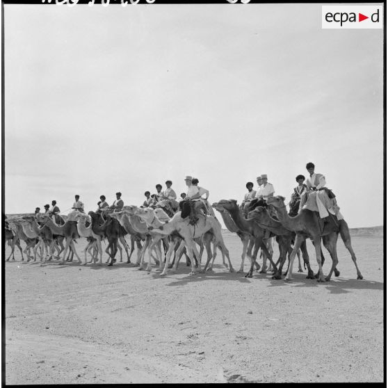 Convoi de méharistes de la tribu Reguibat de la compagnie méhariste du Dra avec leurs dromadaires.