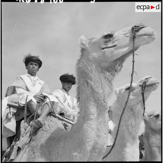 Des hommes de la compagnie méhariste du DRA sur leurs dromadaires.