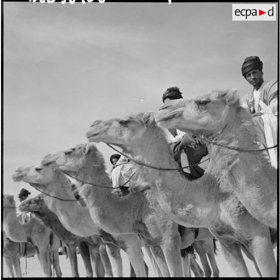 Les dromadaires de la compagnie méhariste du DRA à Tindouf.