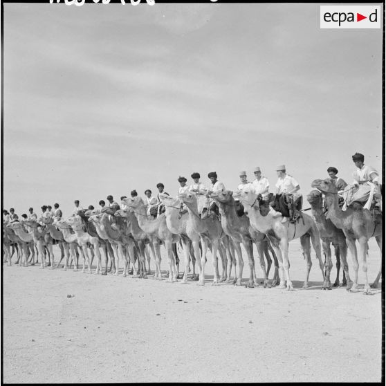 Les hommes de la compagnie méhariste du DRA sur leurs dromadaires.