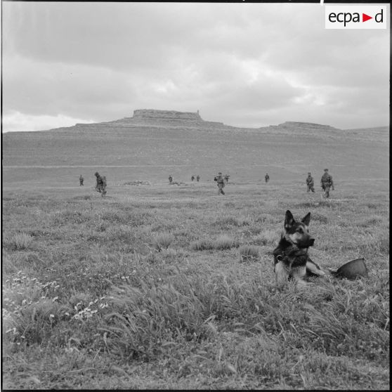 Le chien du commandant en chef Lang qui gardera les prisonniers.