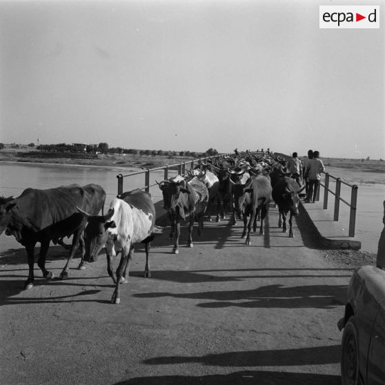 Un troupeau de vaches traverse un fleuve sur un pont.