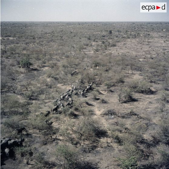 Vue aérienne d'un troupeau d'éléphants dans la brousse au sud de Koundoul.
