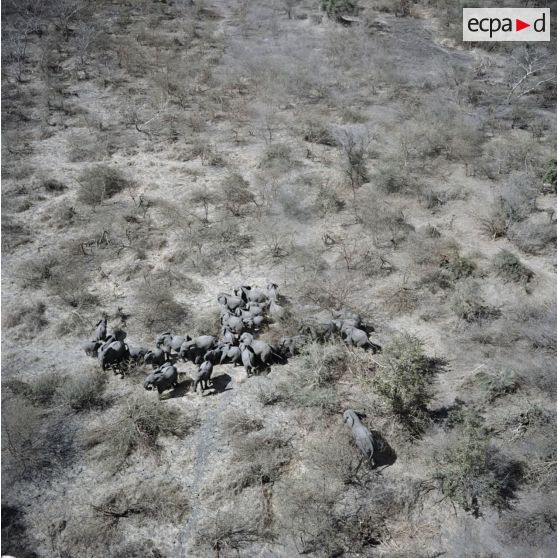 Vue aérienne d'un troupeau d'éléphants dans la brousse au sud de Koundoul.