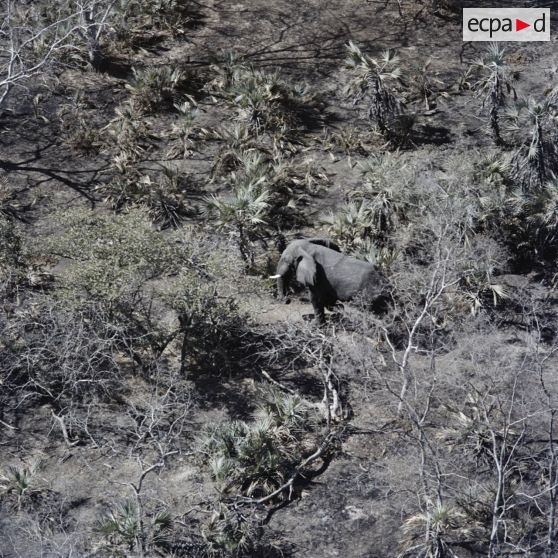 Vue aérienne d'un éléphant dans la brousse au sud de Koundoul.