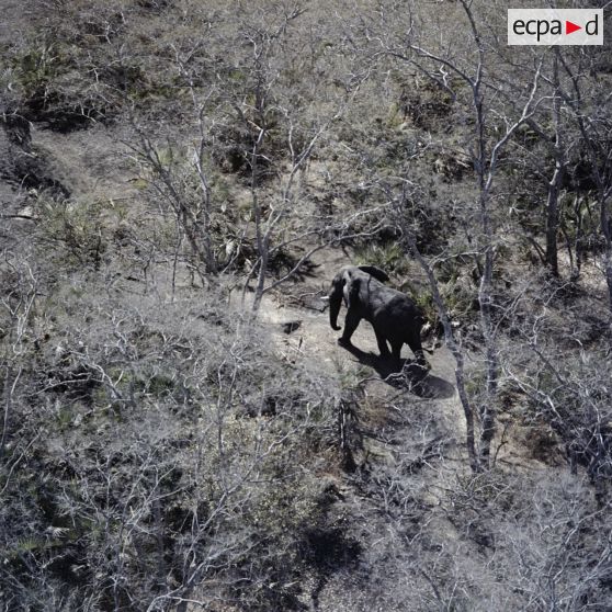 Vue aérienne d'un éléphant dans la brousse au sud de Koundoul.