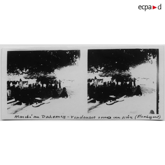 Marché au Dohomey - vendeuses sous un arbre (flamboyant). [légende d'origine]<br>