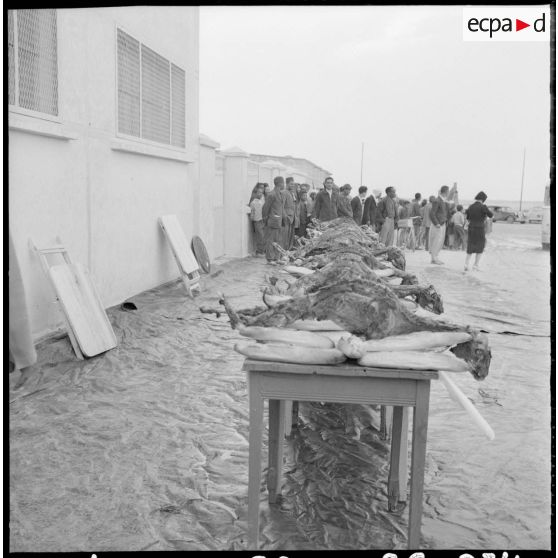 Touggourt. Inauguration de la Compagnie Saharienne Automobile (CSA).