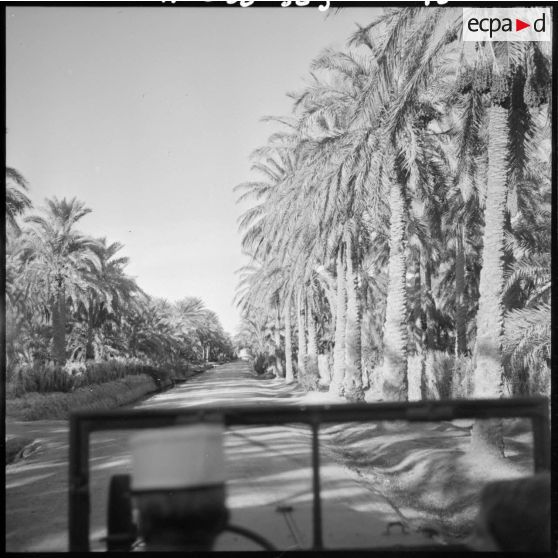 Algérie. Une palmeraie.