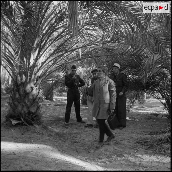 Algérie. Une palmeraie.