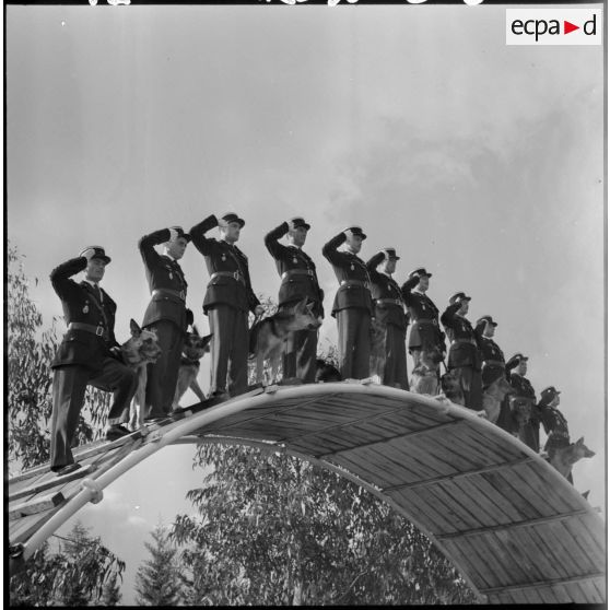 Camp de Beni Messous. Remise de la médaille de la Gendarmerie au chien Gamin