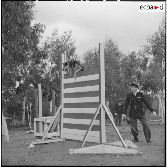 Camp de Beni Messous. Gendarmerie. Entraînement des chiens.