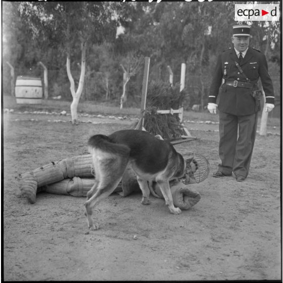 Camp de Beni Messous. Exercice d'une brigade cynophile de la gendarmerie.