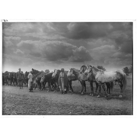 [Spahis faisant une pause avec leurs chevaux.]