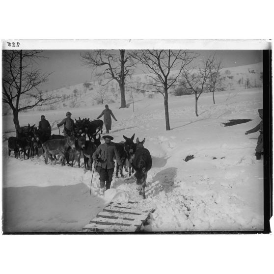[Troupeau d'ânes et leurs éleveurs sur chemin enneigé.]