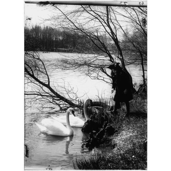 [Petite fille déguisée en pirate nourissant deux cygnes au bord d'un lac.]