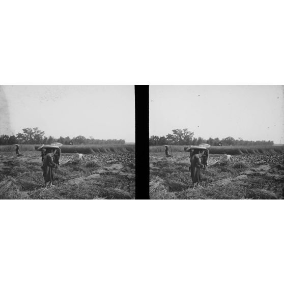 968. La moisson du riz. [légende d'origine]