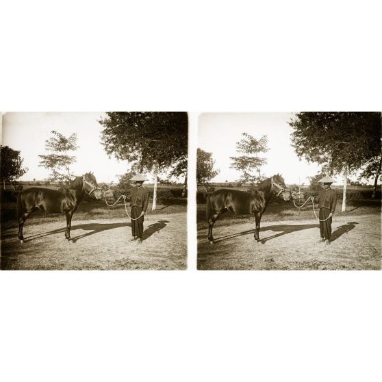 1158. A l'établissement zoootechnique, près d'Hanoï, sur la route Mandarine. Béguin. 1 m 27, alezan, pur sang annamite. Brillant cheval de course. [légende d'origine]