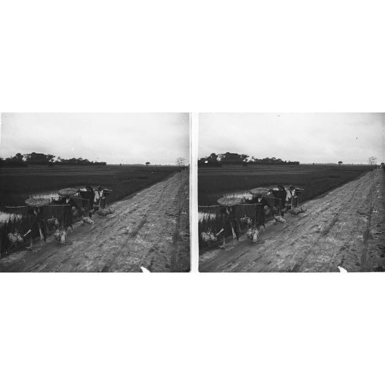 1375. Nha-Qués portant des cochons au marché. [légende d'origine]