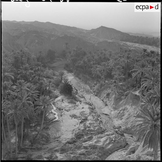 Inspection du général Allard dans l'est constantinois. Palmeraie.