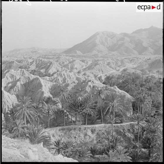 Inspection du général Allard dans l'est constantinois. Palmeraie.
