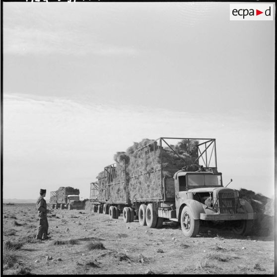 La Fontaine. Les camions Willème 25 T chargés d'alfa.