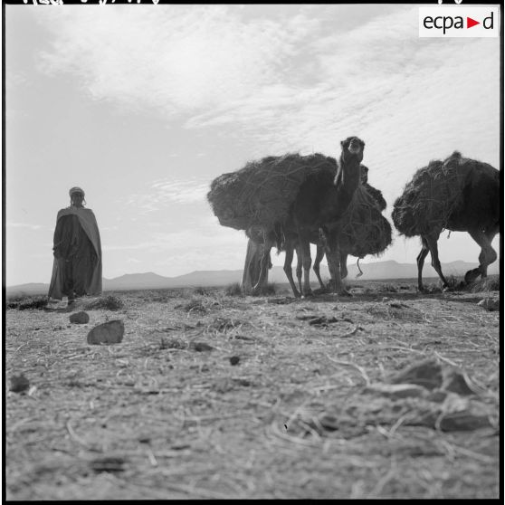 La Fontaine. Les chameaux transportent les ballots d'alfa.