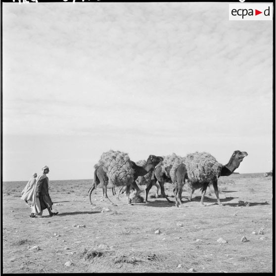 La Fontaine. Les chameaux transportent les ballots d'alfa.