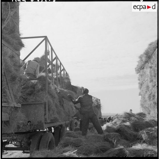 La Fontaine. Les nomades chargent les ballots d'alfa dans les camions Willème 25 T.