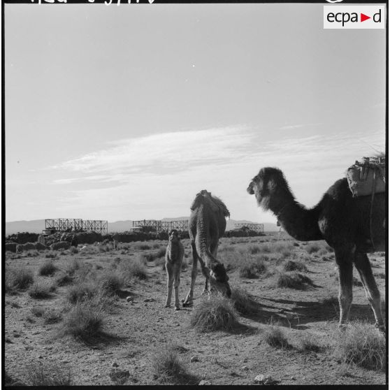 La Fontaine. Repos des chameaux.