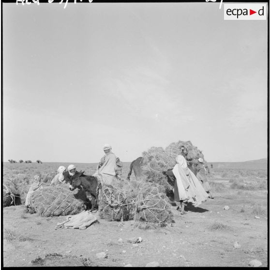 La Fontaine. Les nomades chargent les ballots d'alfa sur les chameaux.