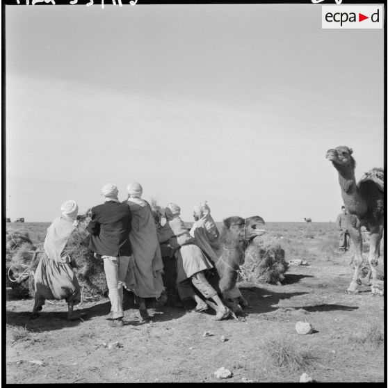 La Fontaine. Les nomades chargent les ballots d'alfa sur les chameaux.