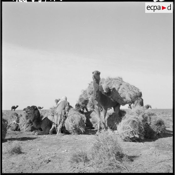 La Fontaine. Les nomades chargent les ballots d'alfa sur les chameaux.
