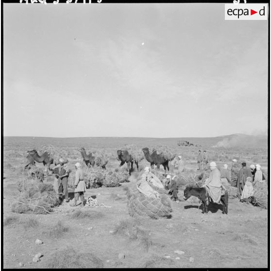 La Fontaine. Les nomades chargent les ballots d'alfa sur les chameaux.