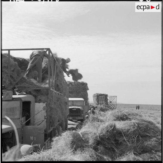 La Fontaine. Les nomades chargent les ballots d'alfa dans les camions Willème 25 T.