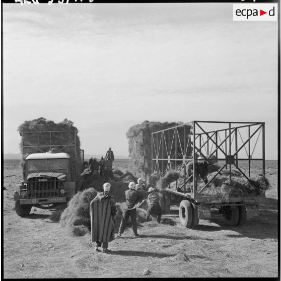 La Fontaine. Les nomades chargent les ballots d'alfa dans les camions Willème 25 T.