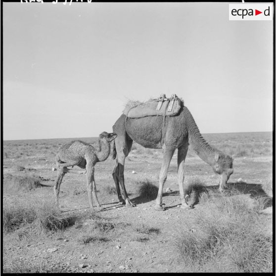 La Fontaine. Repos des chameaux.